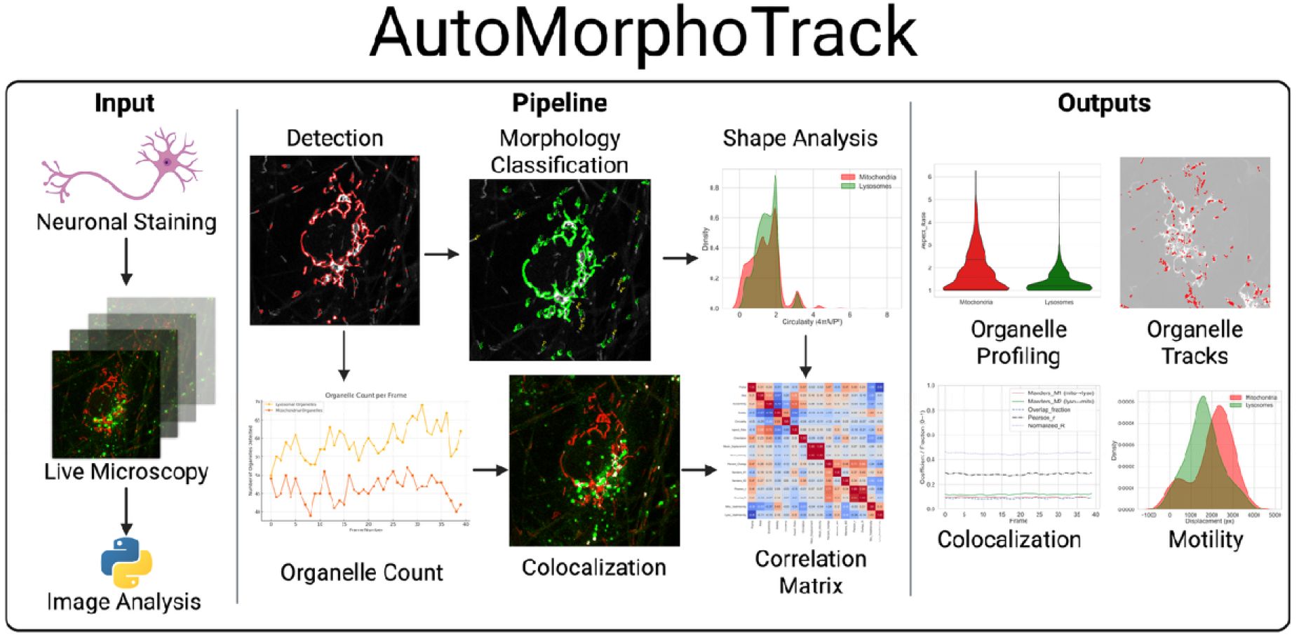 AutoMorphoTrack package interface and overlay panels