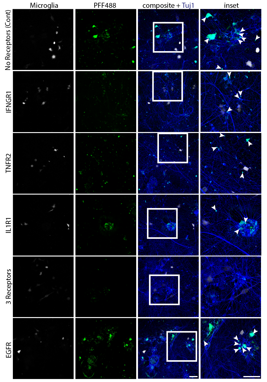 Confocal panels showing microglia (white), PFF488 (green), and Tuj1 composite (blue) across receptor conditions: No receptors control, IFNGR1, TNFR2, IL1R1, triple receptor, and EGFR. Arrowheads mark PFF aggregates near neuronal processes.