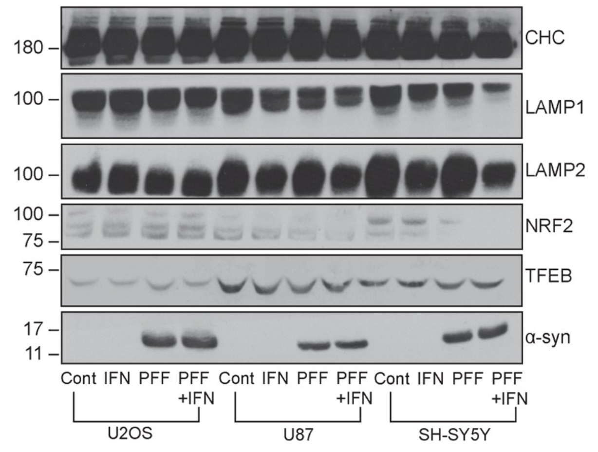 Western blot panel showing CHC, LAMP1, LAMP2, NRF2, TFEB, α-syn across U2OS, U87, SH-SY5Y cell lines