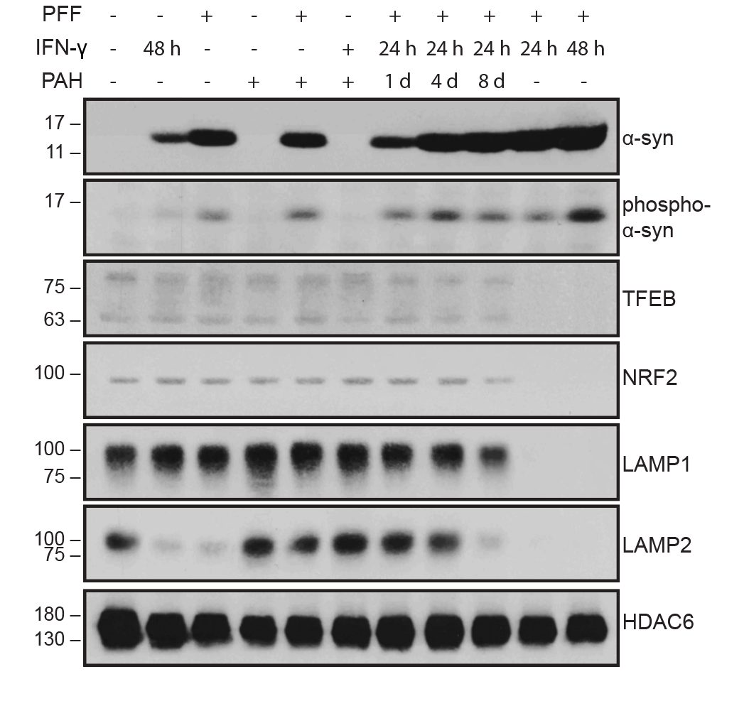 Western blots showing PAH treatment effects on alpha-synuclein, phospho-alpha-synuclein, TFEB, NRF2, LAMP1, LAMP2, and HDAC6