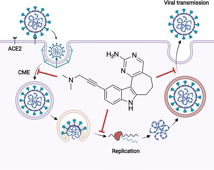 Schematic: CSNK2 inhibitor blocking SARS-CoV-2 entry at ACE2 binding, clathrin-mediated endocytosis, replication, and transmission stages