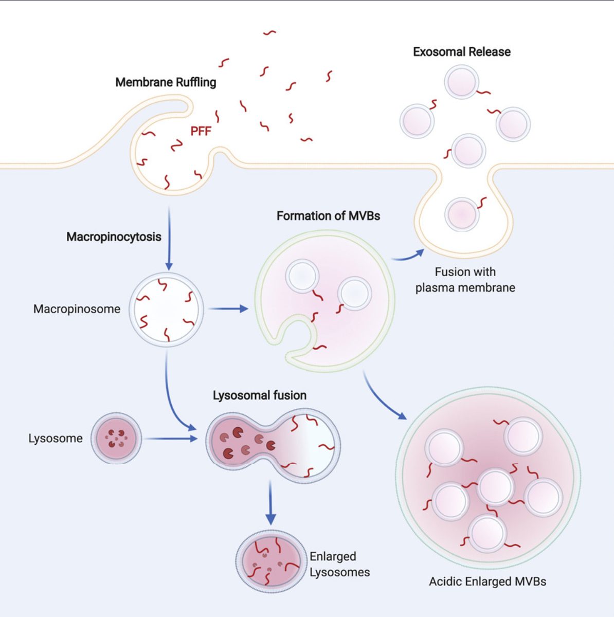 Schematic: macropinocytosis of PFFs, multivesicular body formation, and exosomal release pathway for disease propagation