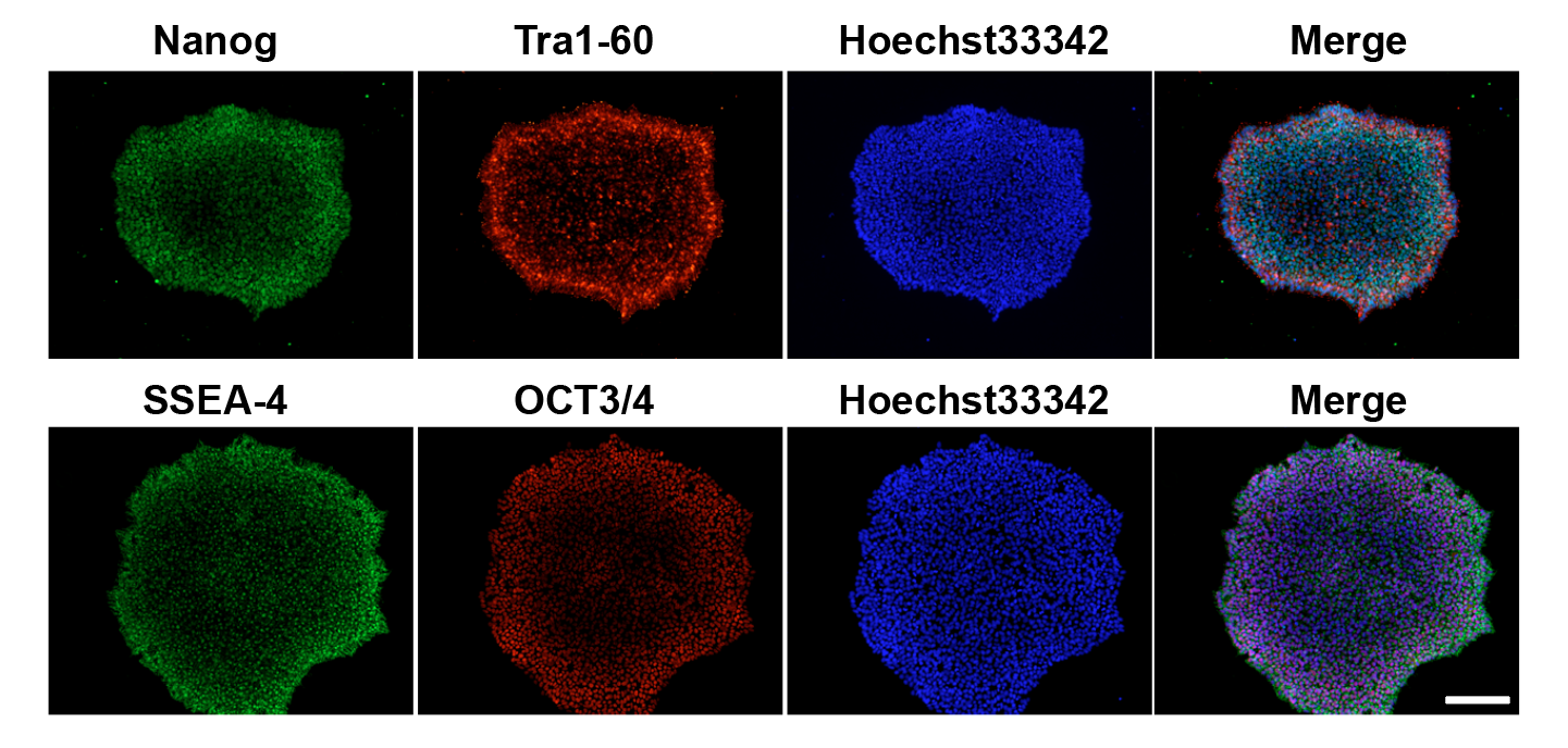 iPSC colony QC: phase contrast morphology, pluripotency ICC staining panels