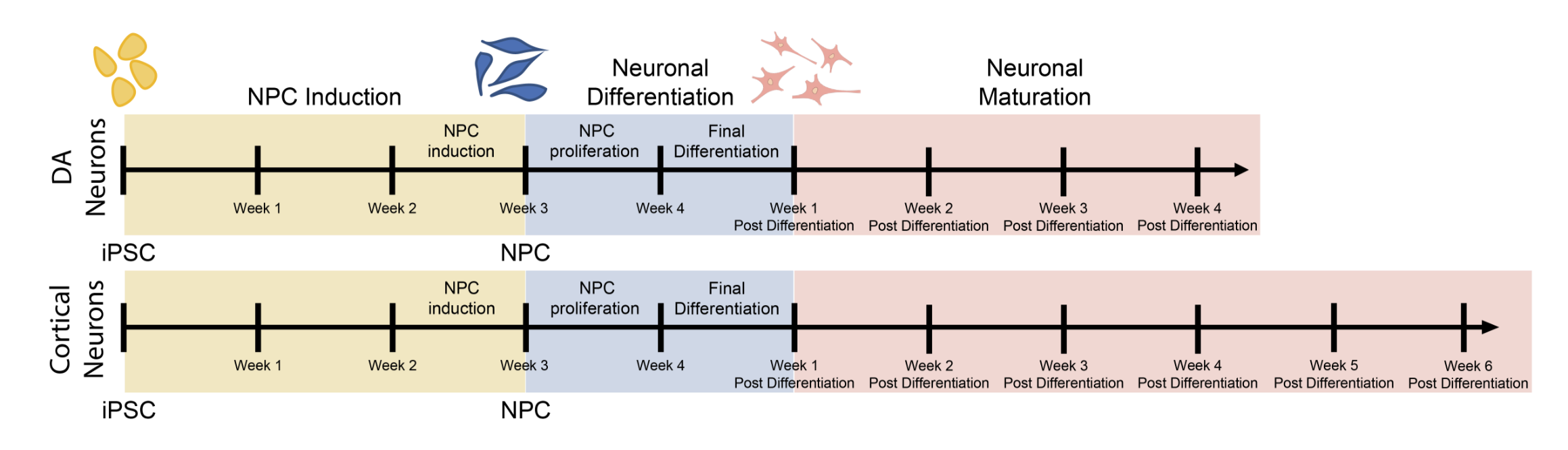 iPSC differentiation protocol diagram