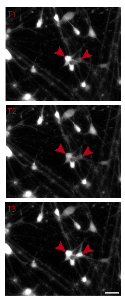 Calcium imaging stills — Fluo-4 fluorescence in DA neurons showing spontaneous transients