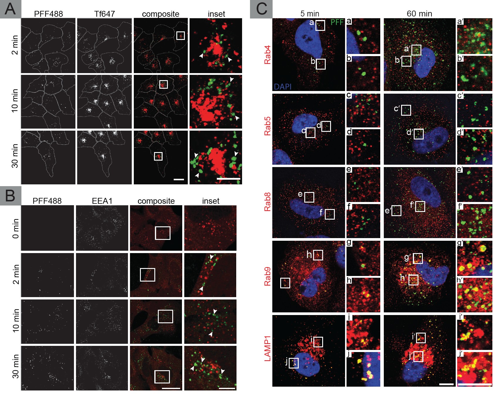 Antibody profiling panels: Rab marker comparison and EEA1 vs LAMP1 colocalization